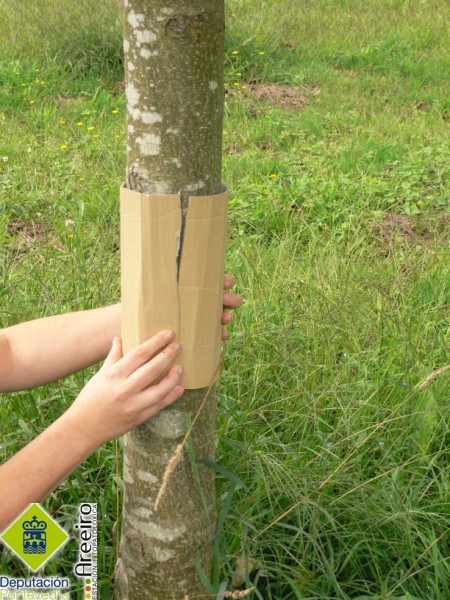 Colocación del cartón