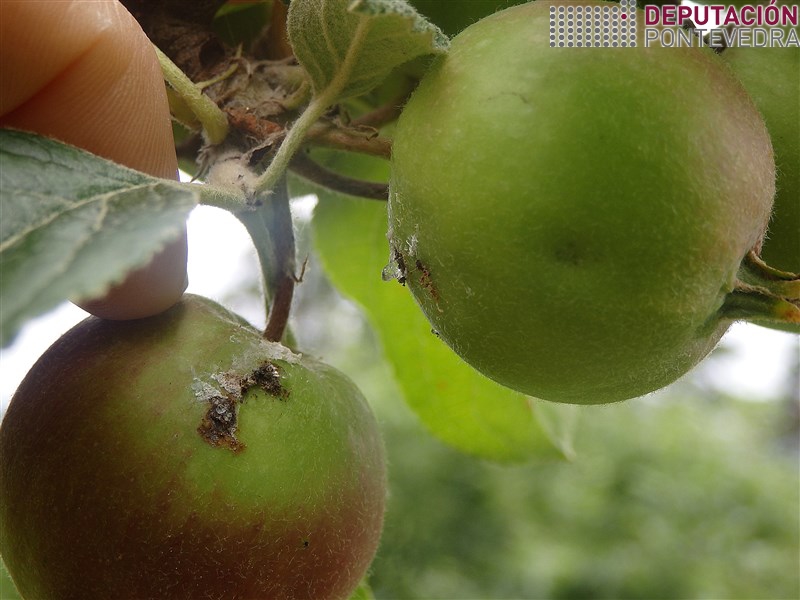 Dano inicial de Cydia pomonella