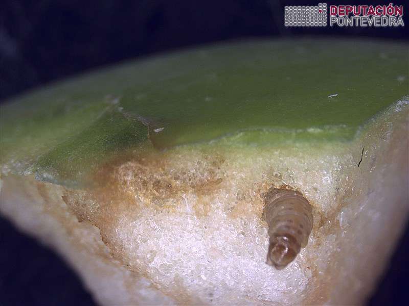 Eiruga de Cydia pomonella dentro de maza_ 10x Eiruga de Cydia pomonella dentro de maza_ 10x