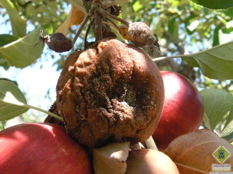 Mazá con penetración larvaria e podremia posterior