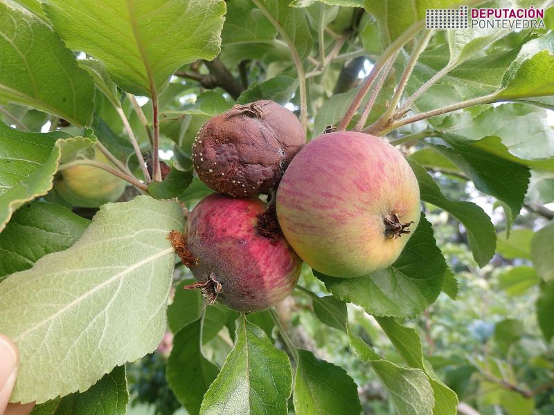 Mazas con podres a partir de dano couza Mazas con podres a partir de dano couza