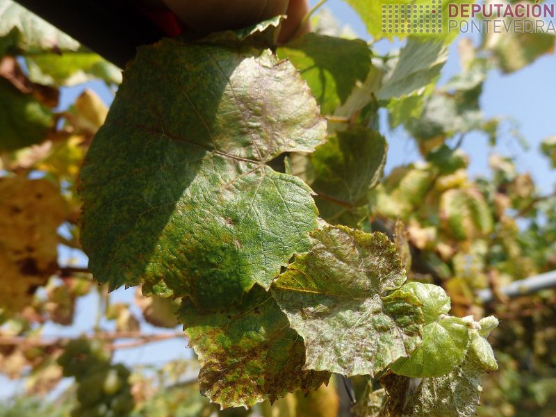 Gromo con forte ataque de trips Gromo con forte ataque de trips