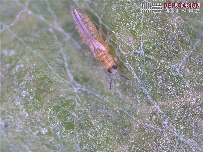 Adulto trips en viña 40x