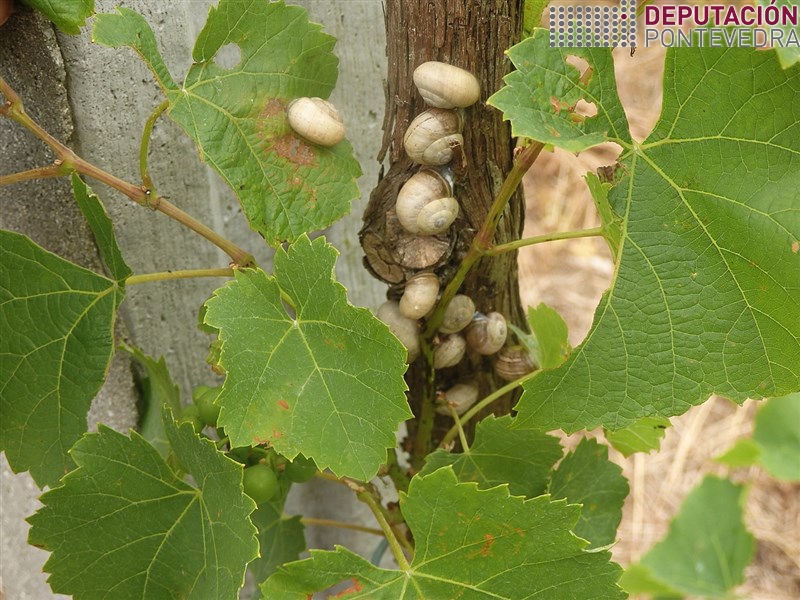 Puntualmente síntomas Janetiella oenophila O Rosal 20200616_Gasteropodos ainda comendo follas
