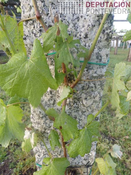 Síntomas de caracois en planta nova Síntomas de caracois en planta nova
