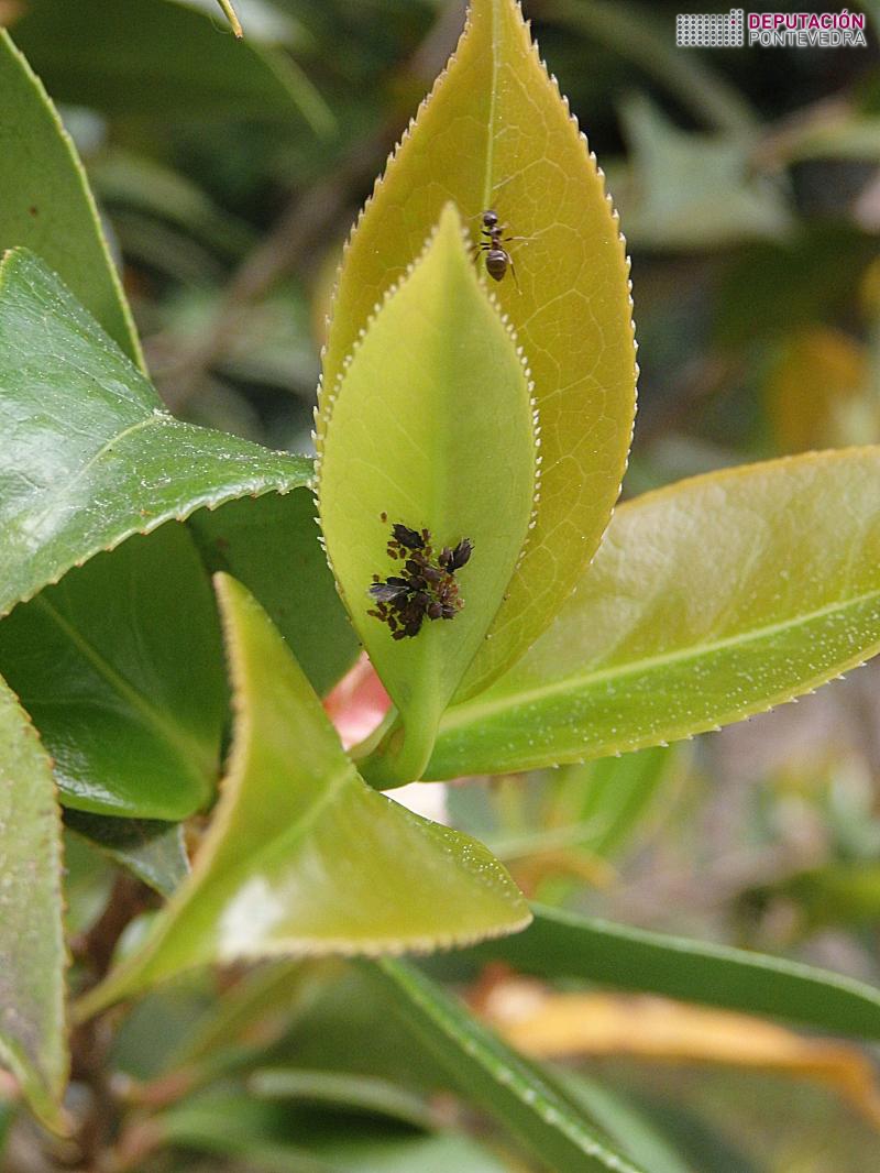 Os gromos de camelia atraen aos pulgons Os gromos de camelia atraen aos pulgóns