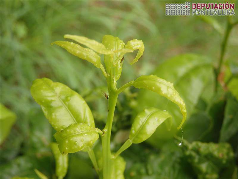 Gromo con adultos, ovos e sintomas de Trioza Gromo con adultos, ovos e sintomas de Trioza