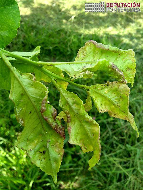 20200708_Continua habendo adultos de Trioza ademais de ninfas 20200708_Continua habendo adultos de Trioza ademais de ninfas