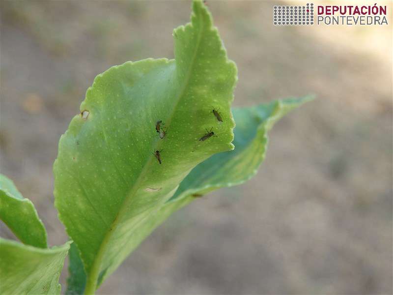 20200721_Adultos de psila africana en gromo terminal 20200721_Adultos de psila africana en gromo terminal