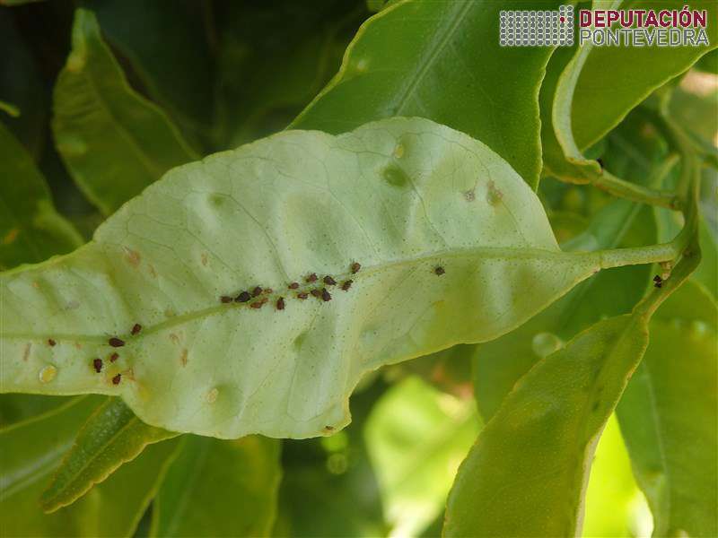 20200721_Pulgons e ninfas de Trioza en folla limoeiro 20200721_Pulgons e ninfas de Trioza en folla limoeiro