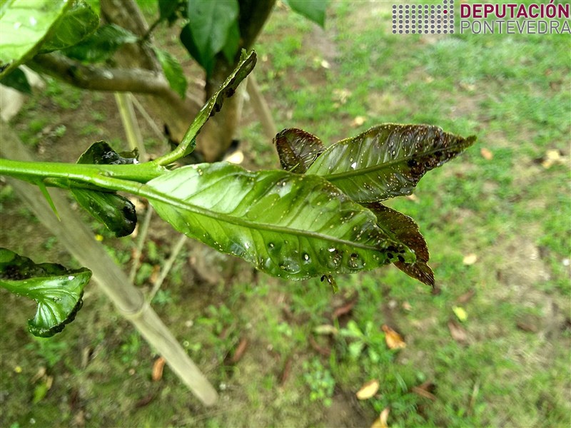 20200818_Ninfas novas de Trioza en follas tenras