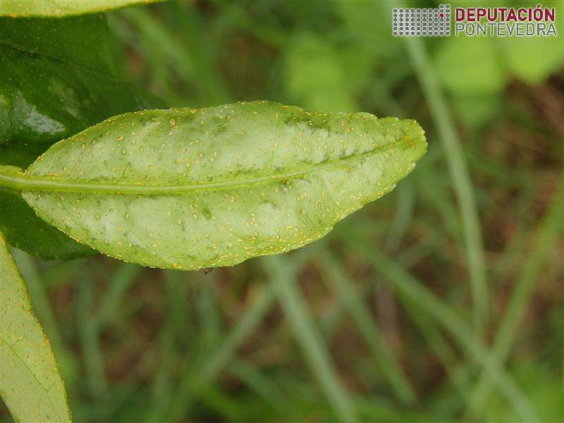 Alguns ovos e ninfas xovenes Trioza erytreae Alguns ovos e ninfas xovenes Trioza erytreae