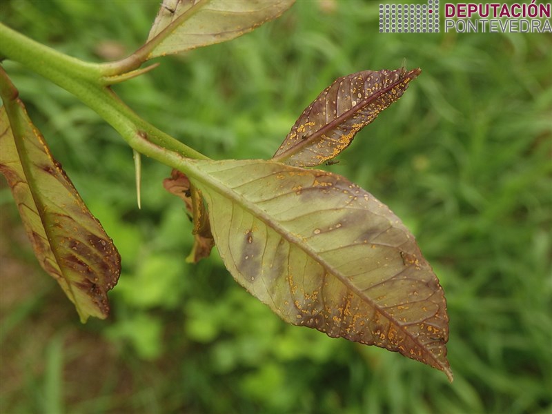 Destruír gromos cheos ovos reducirá poboacións Trioza