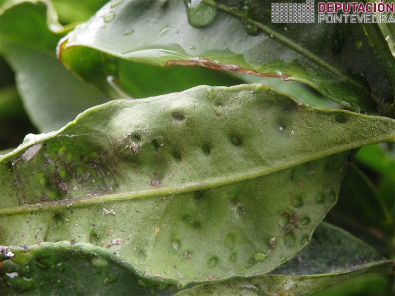 Enves follas maduras teñen sintomas pero non individuos Trioza