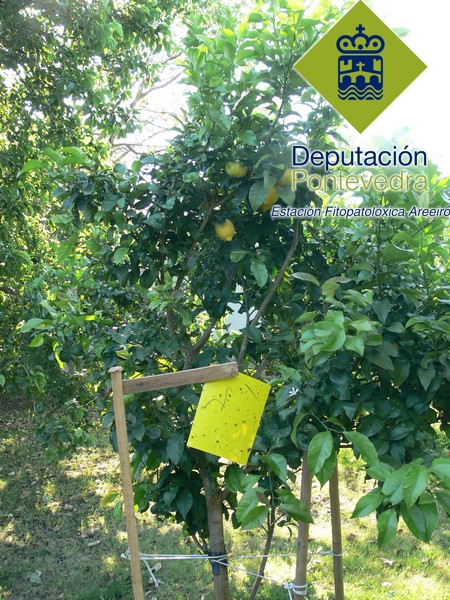 Trampa engomada para a detección de Trioza e outros chupadores Trampa engomada para a detección de Trioza e outros chupadores