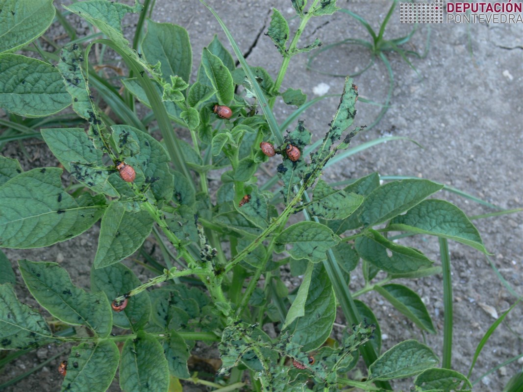 Larvas de escarabajo de la patata y excrementos