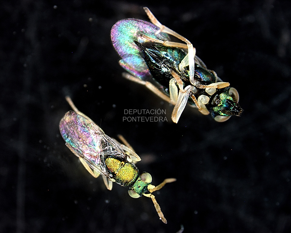 Parella Psyllaephagus bliteus