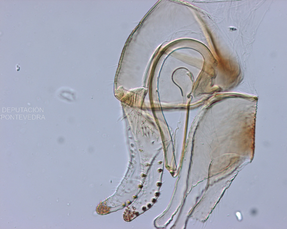 Xenitalia macho Blastopsylla occidentalis