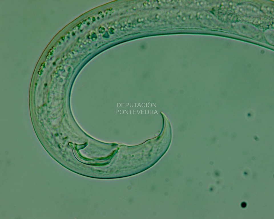 Detalle espicula do macho de B. xylophilus