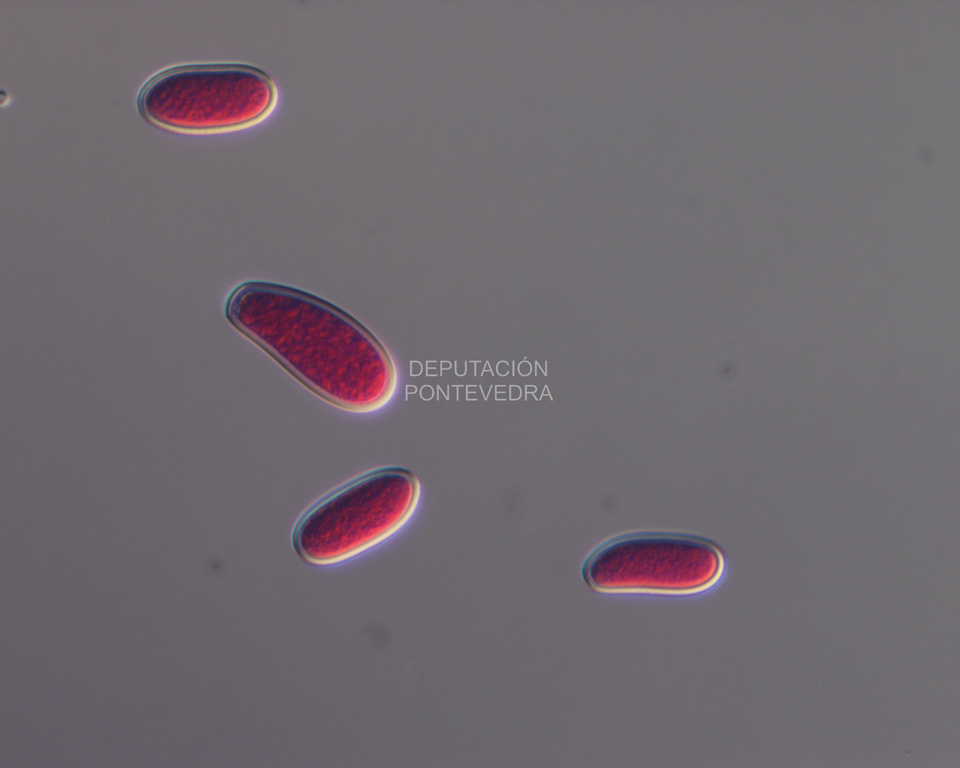 Conidias de Diplodia corticola