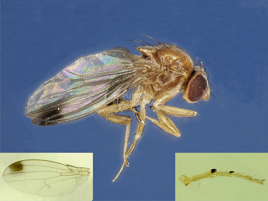Vista lateral do macho de Drosophila suzukii e detalles característicos resaltados