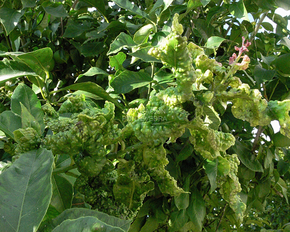 Síntomas de Trioza erytreae