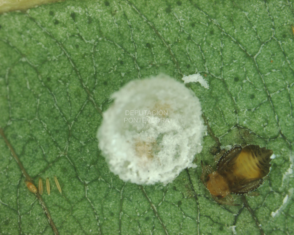 Ovos ninfa e cuberta de cera de Glycaspis brimblecombei