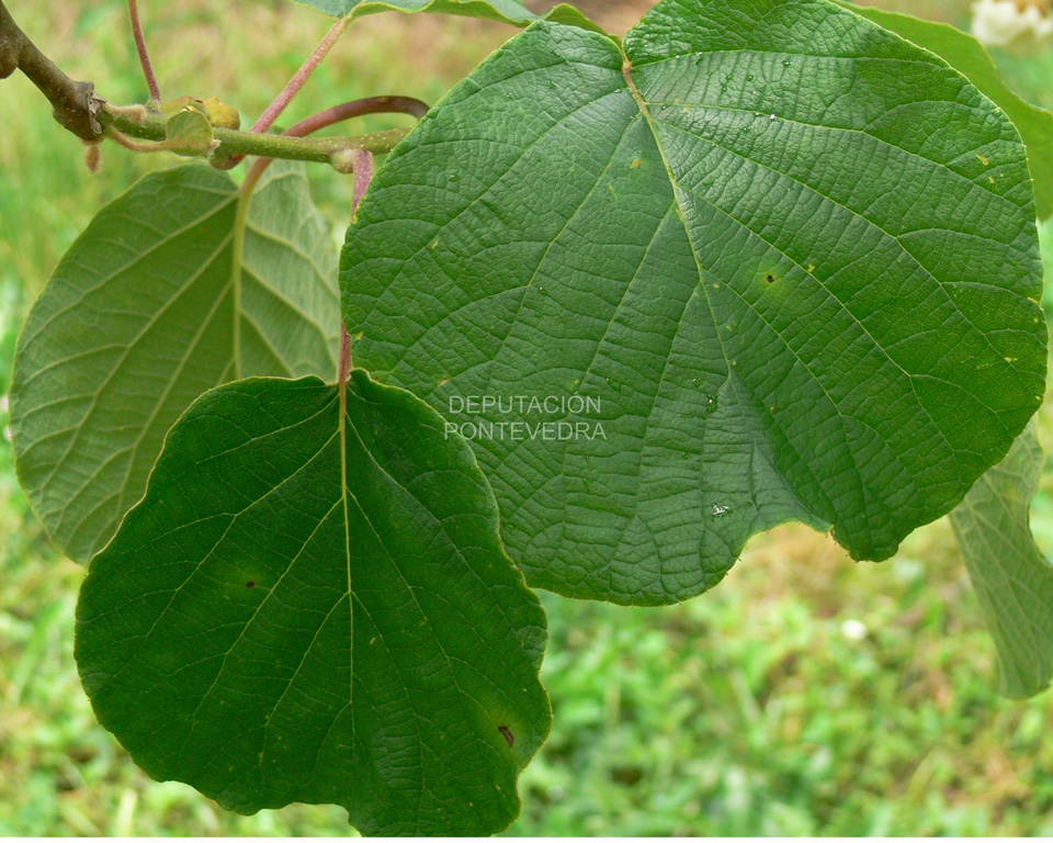 Síntomas en hoja de Kiwi de P.s. actinidifoliorum