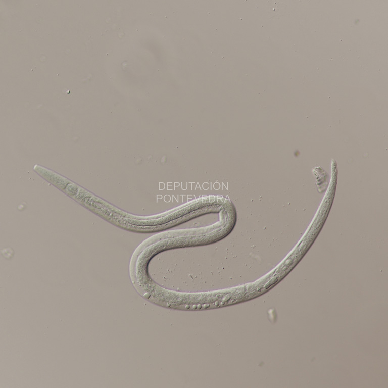 Femia de B. m. kolymensis