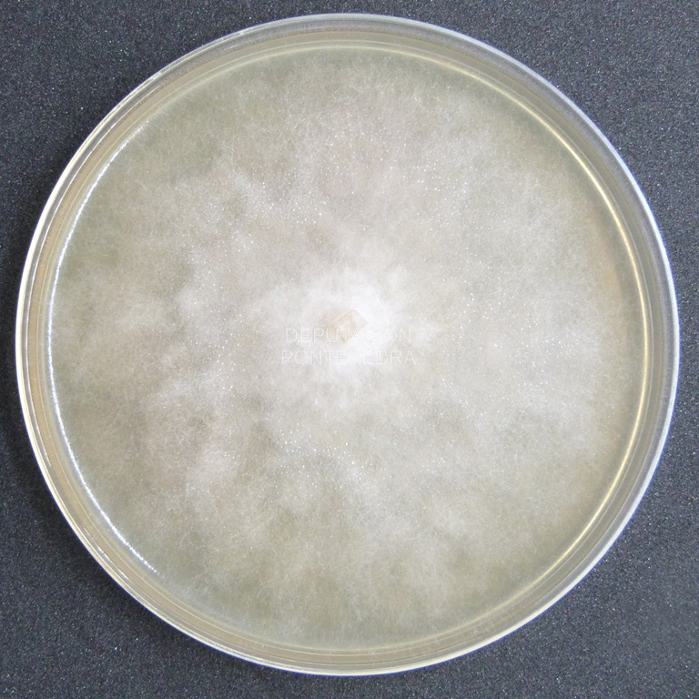 Illado de Phytophthora hydropathica