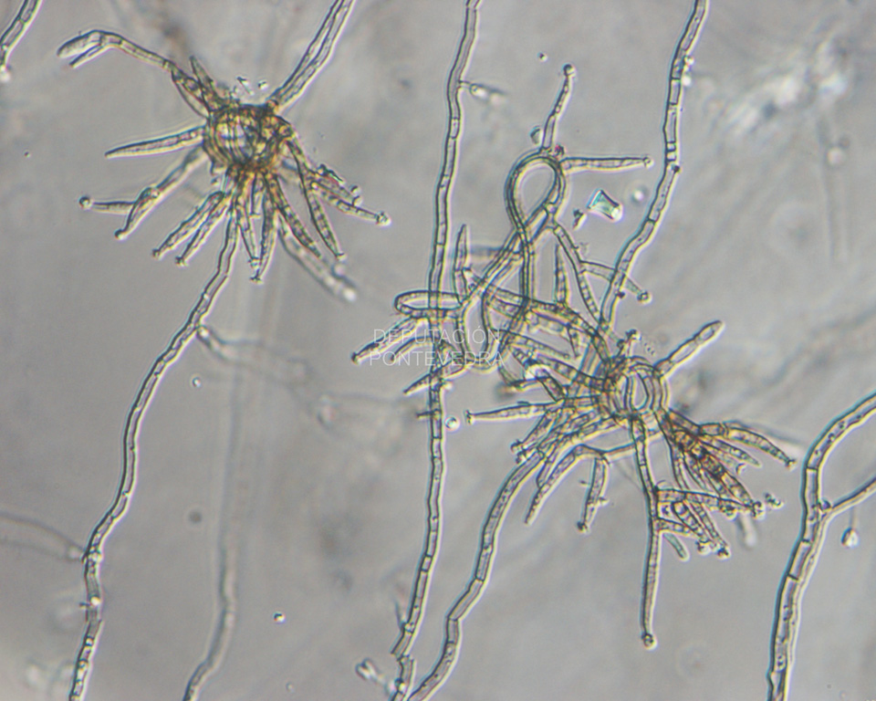 Micelio e conidióforos de Pleurostoma richardsiae