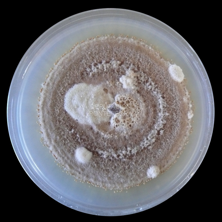 Micelio en cultivo de Pilidium lytri