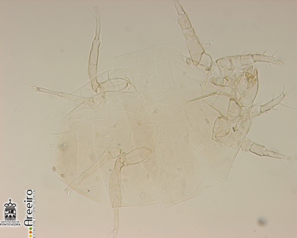 Polyphagotarsonemus latus