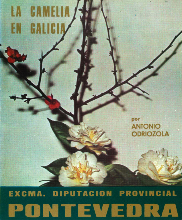Camelias en Galicia