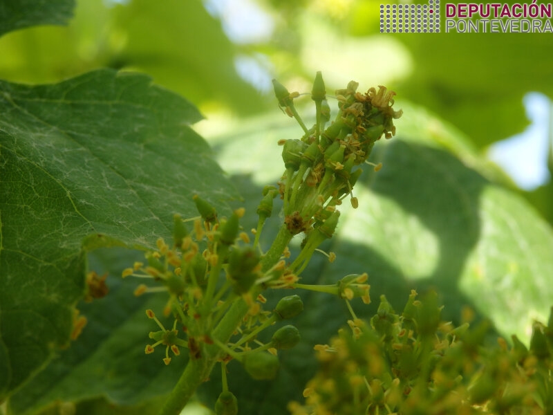 Primeiros glomérulos Lobesia Primeiros glomérulos Lobesia
