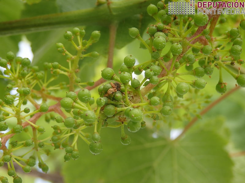 Glomérulo en grans tamaño perdigón