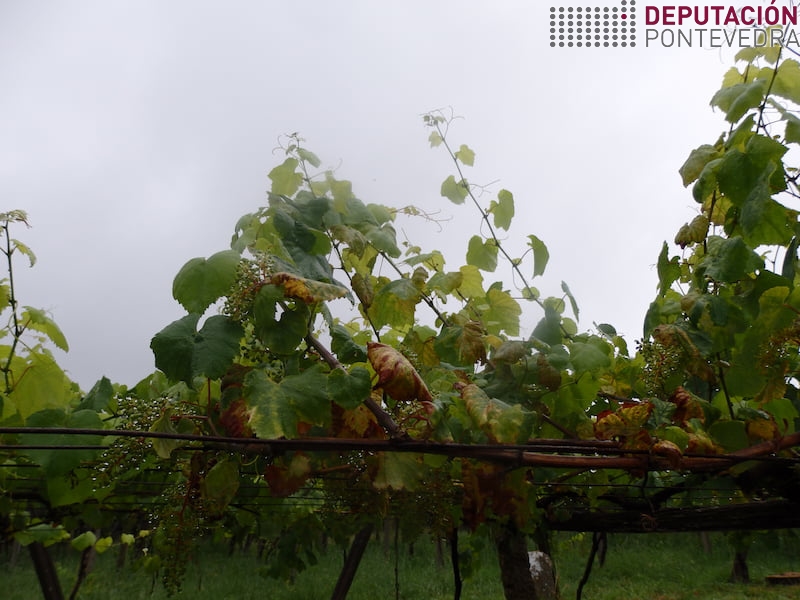 Planta sintomática alteracións madeira