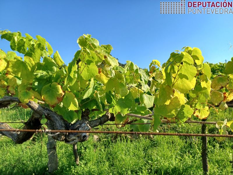 20220706_Altas temperaturas favorecen sintomas plantas mal estado