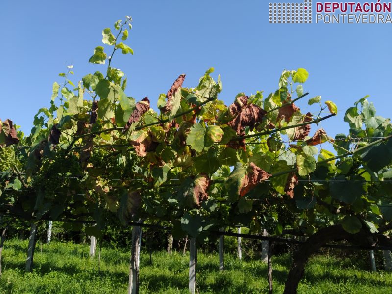 20220706_Calor favorece manifestacion alteracions madeira