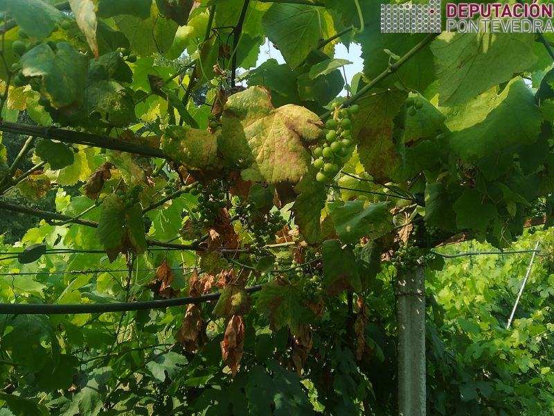 20220713_Temperaturas extremas favorecen aparicion sintomas alteracions madeira