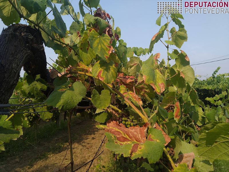 20220713_Tipico sintoma alteracions madeira nesta epoca