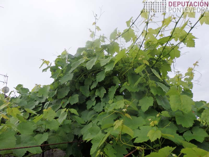 Con este desenvolvemento vexetacion acios desprotexidos con penetrantes Con este desenvolvemento vexetacion acios desprotexidos con penetrantes