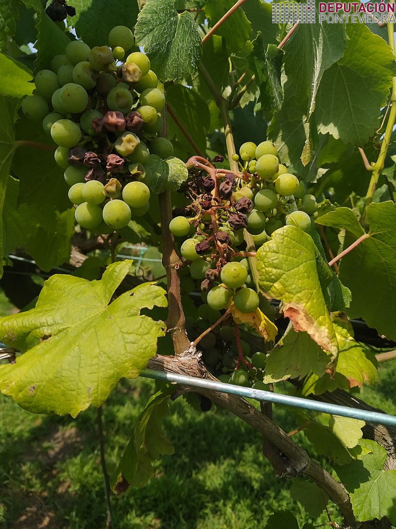 Grans murchos por golpe de sol