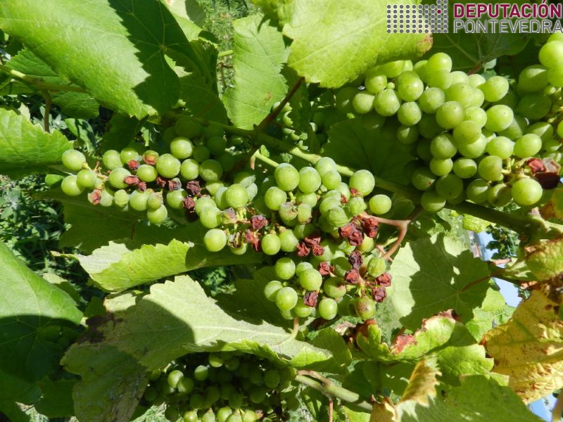 Os golpes de sol empezan a ser frecuentes