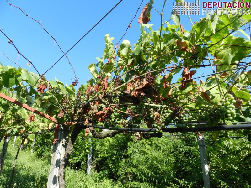 Planta con alteracions madeira en fase de secado