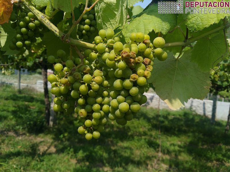 Primeiros sintomas golpe de sol en acio
