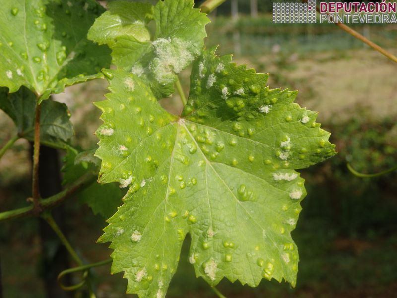 Sintomas de erinose de veran