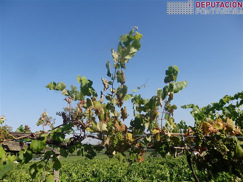 20200623_A calor facilita expresión síntomas madeira