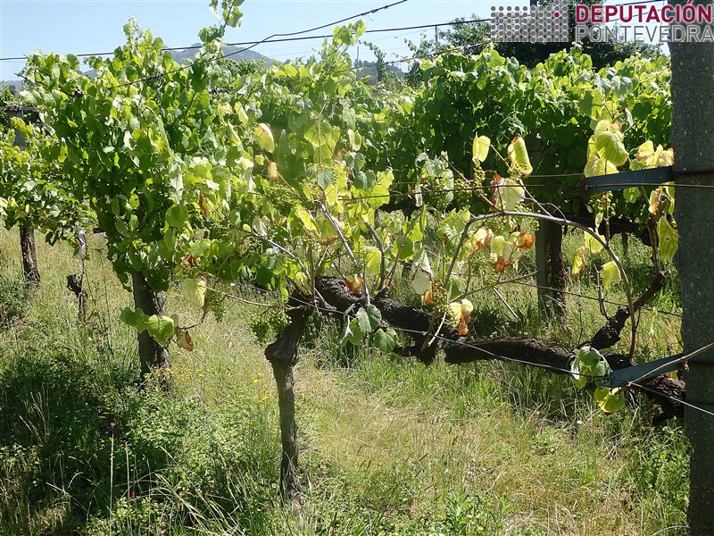 20200623_A calor facilita expresión síntomas madeira_2