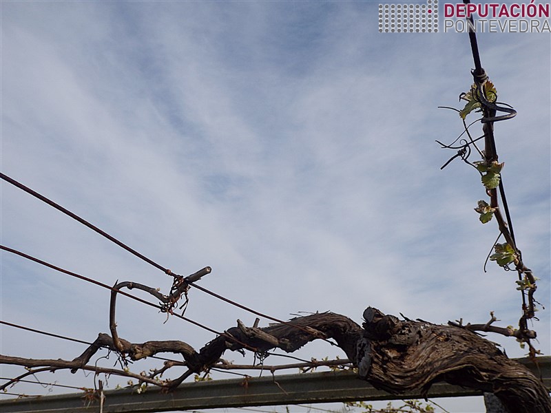 Nas viñas con patoloxias de madeira hai fallos na brotacion